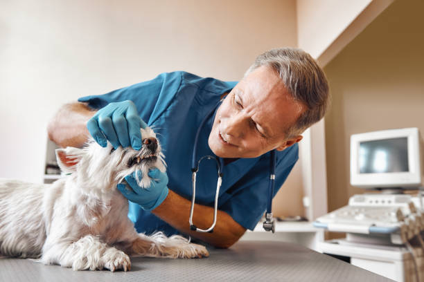 Best Dental Abscess Treatment in Post Falls, ID